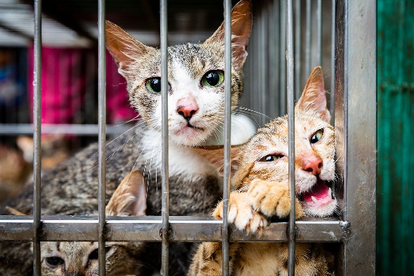 Caged cats for sale as food