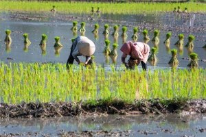 Vietnam women growing rice in An Giang province. Photo by Hoang Tran Minh.