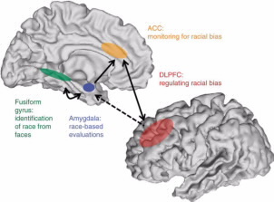 The amygdala makes race-based evaluations while DLPFC regulates racial bias. Image by The Brain Bank.