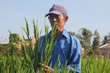 Strange Chinese rice introduced into Vietnam