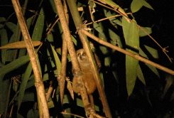 Pygmy slow loris in Na Hang Nature Reserve