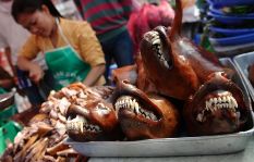 Hanoi vendor selling dog meat