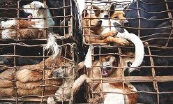 Dogs enroute for slaughter are rescued