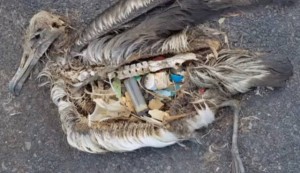 A plastic-filled albatross carcass in Plastic Paradise