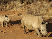 A dehorned rhinoceros and its calf