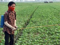 Pesticide overused in Viet Nam