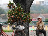 Hanoi vendor