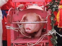 Pig on way to slaughter