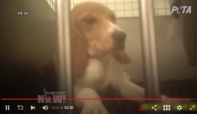 Inhumane experimentation on dog
