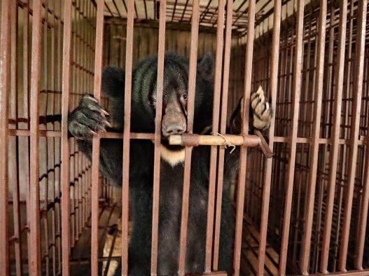 Trapped bears in Vietnam's illegal bile industry