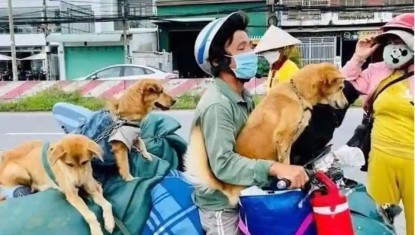 Vietnamese couple and their dogs