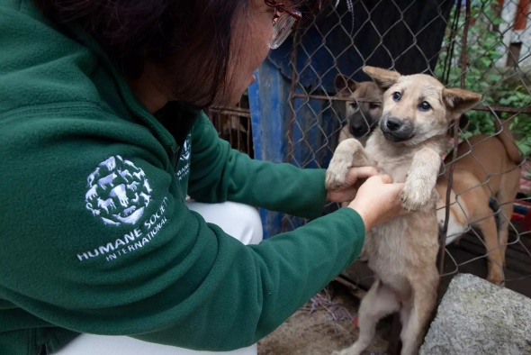 Huane-Society worker saves dogs