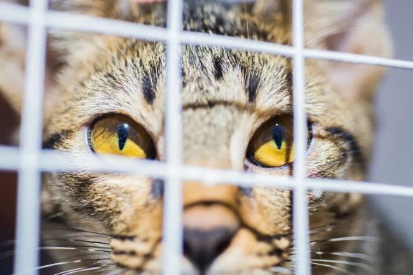 Caged cat for restaurant meat